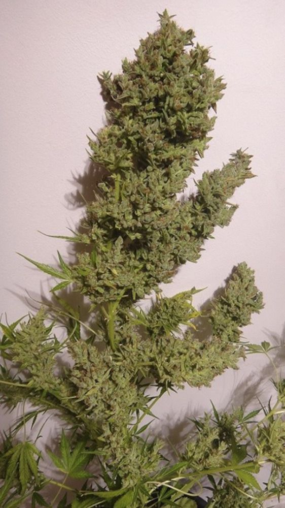 ACE Seeds Malawi x NL Automatic Hanfsamen Cannabisblüte