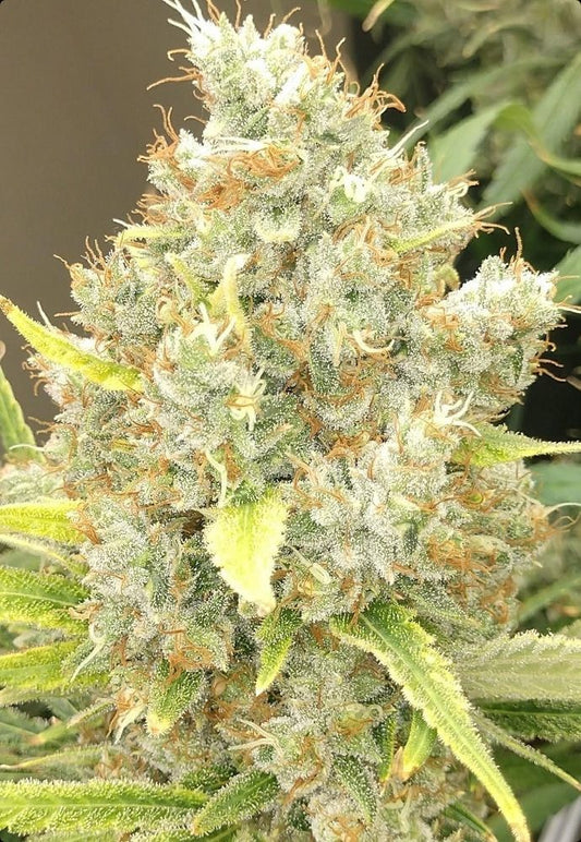 ACE Seeds Malawi x Panama Feminisierte Hanfsamen Cannabisblüte