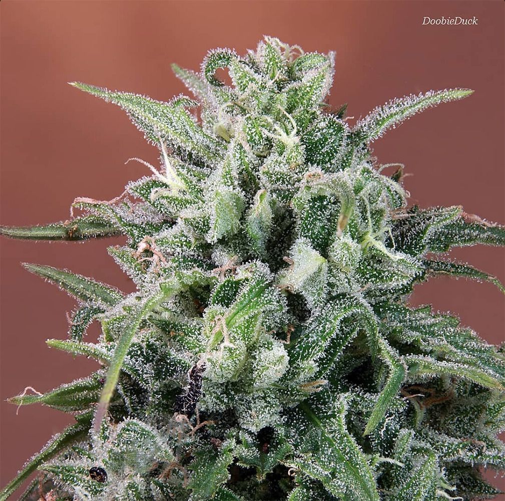 ACE Seeds Nepal Annapurna Reguläre Hanfsamen Cannabisblüte