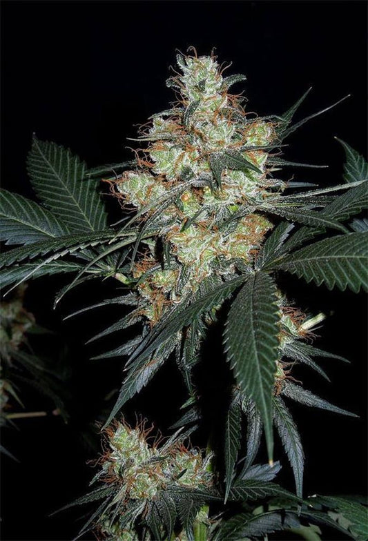 Ace Seeds Violeta Reguläre Hanfsamen Cannabisblüte