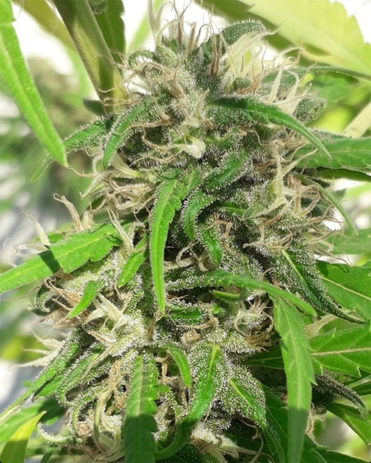 Ace Seeds New Caledonia Reguläre Hanfsamen Cannabisblüte