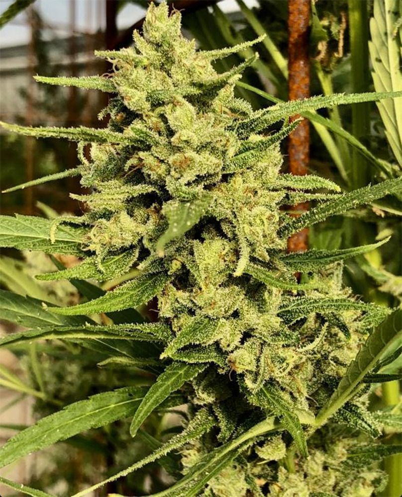 Ace Seeds Super Malawi Haze Reguläre Hanfsamen Cannabisblüte