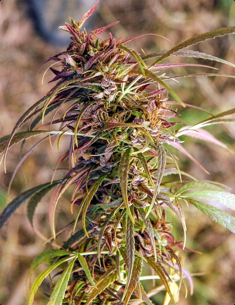 ACE Seeds Oldtimer's Haze Reguläre Hanfsamen Cannabisblüte