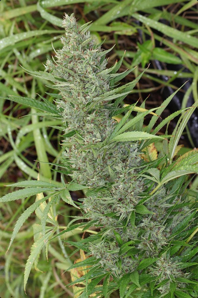 ACE Seeds Orient Express Reguläre Hanfsamen Cannabisblüte