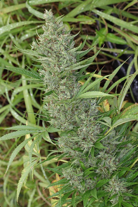 ACE Seeds Orient Express Reguläre Hanfsamen Cannabisblüte