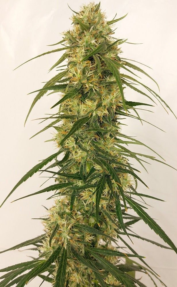 Ace Seeds Super Panama A5 Haze Feminisierte Hanfsamen
