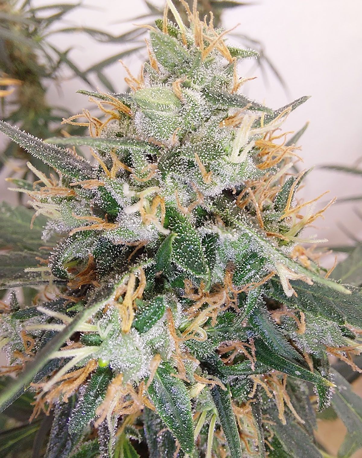 Panama A5 Haze feminisierte Cannabissamen