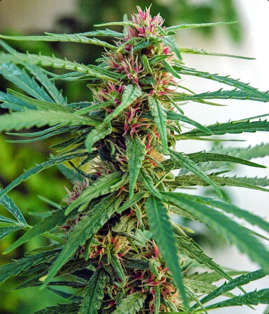 ACE Seeds Panama Feminisierte Hanfsamen Cannabisblüte