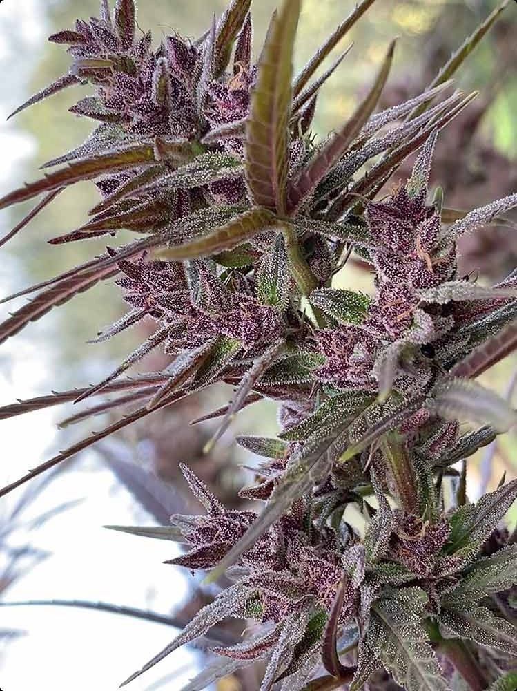 ACE Seeds Panama Haze Feminisierte Hanfsamen Cannabisblüte