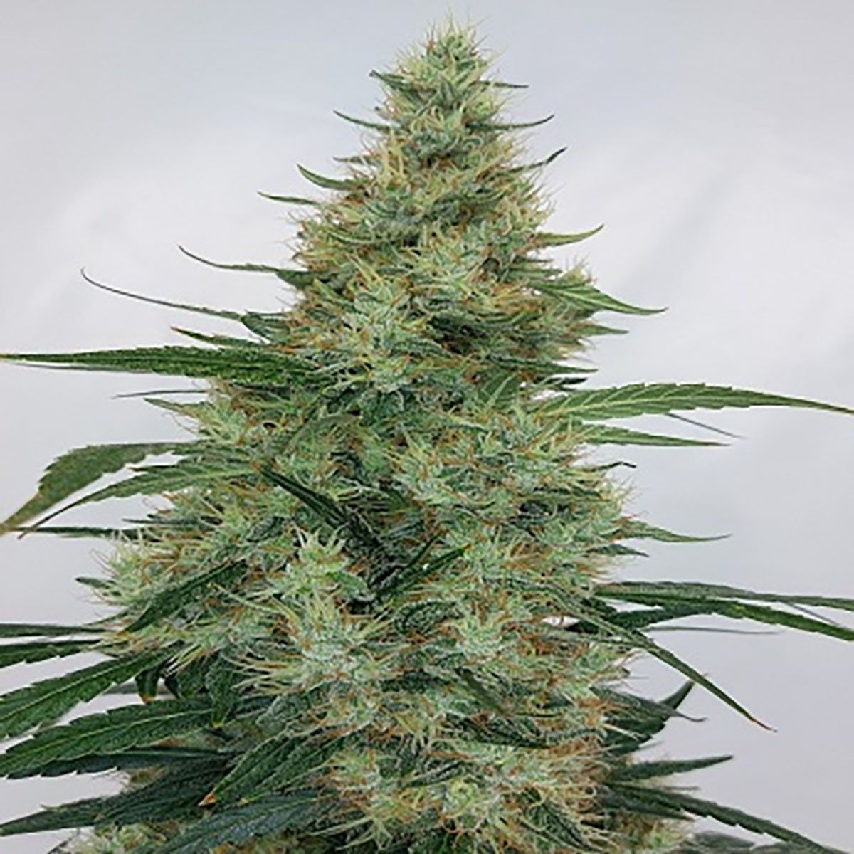 Super Panama Haze feminisierte Cannabissamen