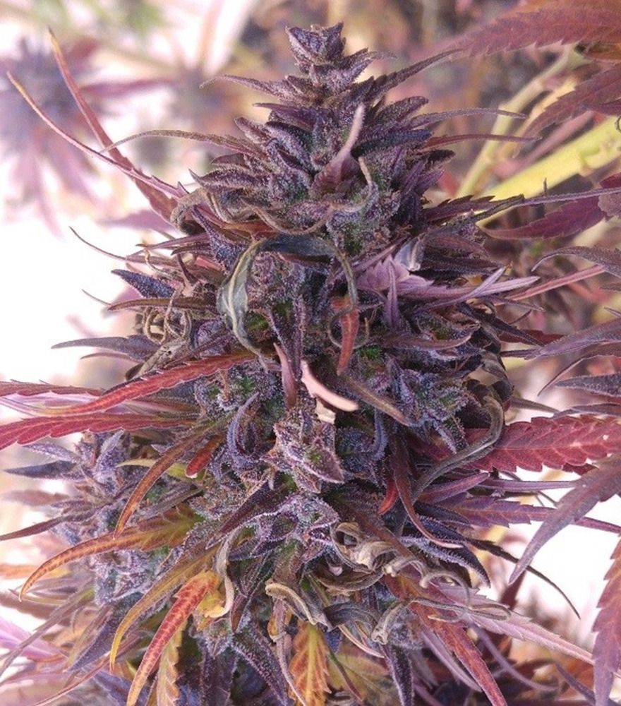 ACE Seeds Thai Chi Feminisierte Hanfsamen Cannabisblüte
