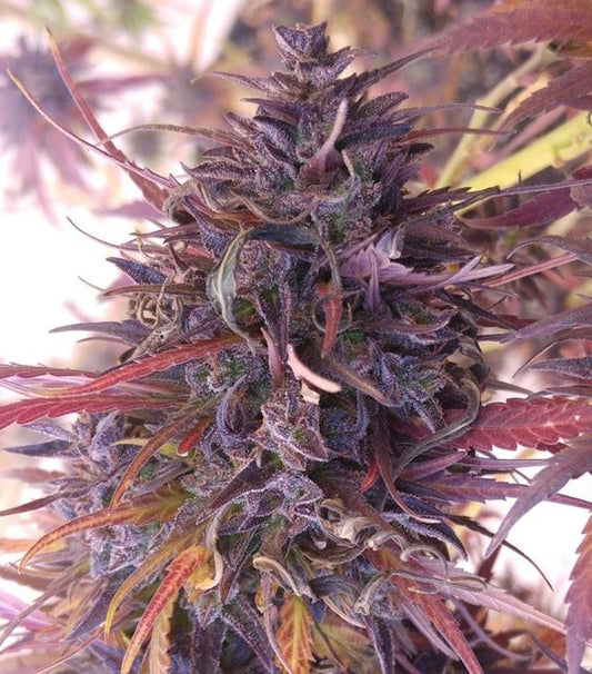 ACE Seeds Thai Chi Feminisierte Hanfsamen Cannabisblüte