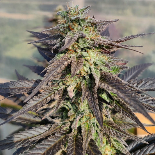 ACE Seeds Zamaldelica x Kali China Feminisierte Hanfsamen Cannabisblüte