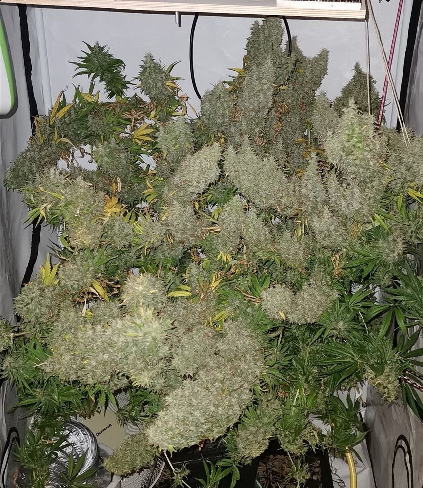 ACE Seeds Panama x Bangi Haze Feminisierte Hanfsamen Cannabisblüte