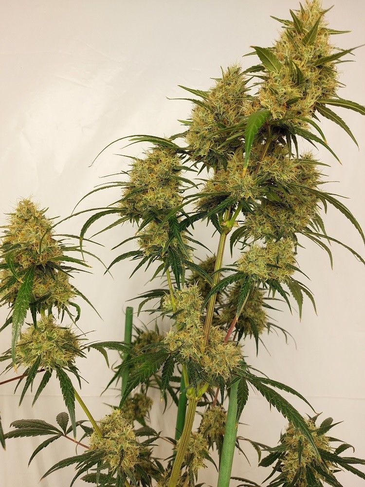 Ace Seeds Super Panama Haze Feminisierte Hanfsamen