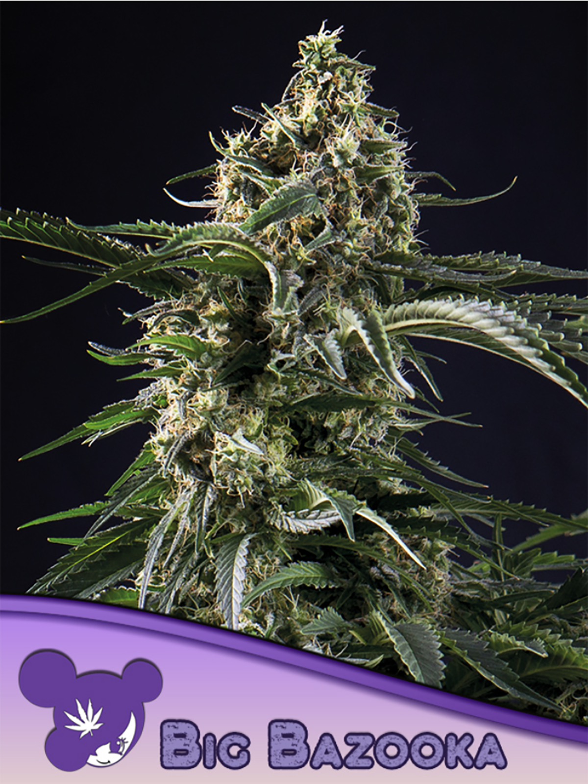 Anesia Seeds Big Bazooka Feminisierte Hanfsamen