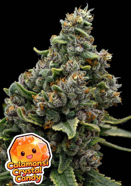 Anesia Seeds Calamansi Crystal Candy Feminisierte Cannabissamen Blüte