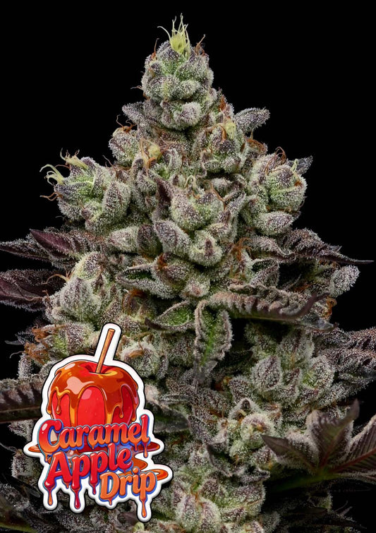 Anesia Seeds Caramel Apple Drip Feminisierte Cannabissamen Blüte