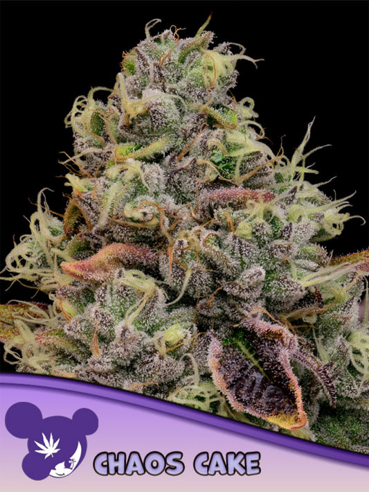 Anesia Seeds Chaos Cake Feminisierte Cannabissamen Blüte