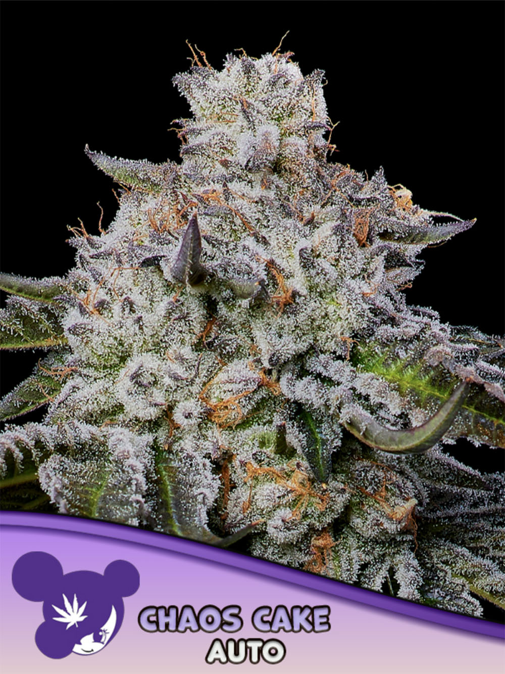 Anesia Seeds Chaos Cake Automatic Cannabissamen Blüte