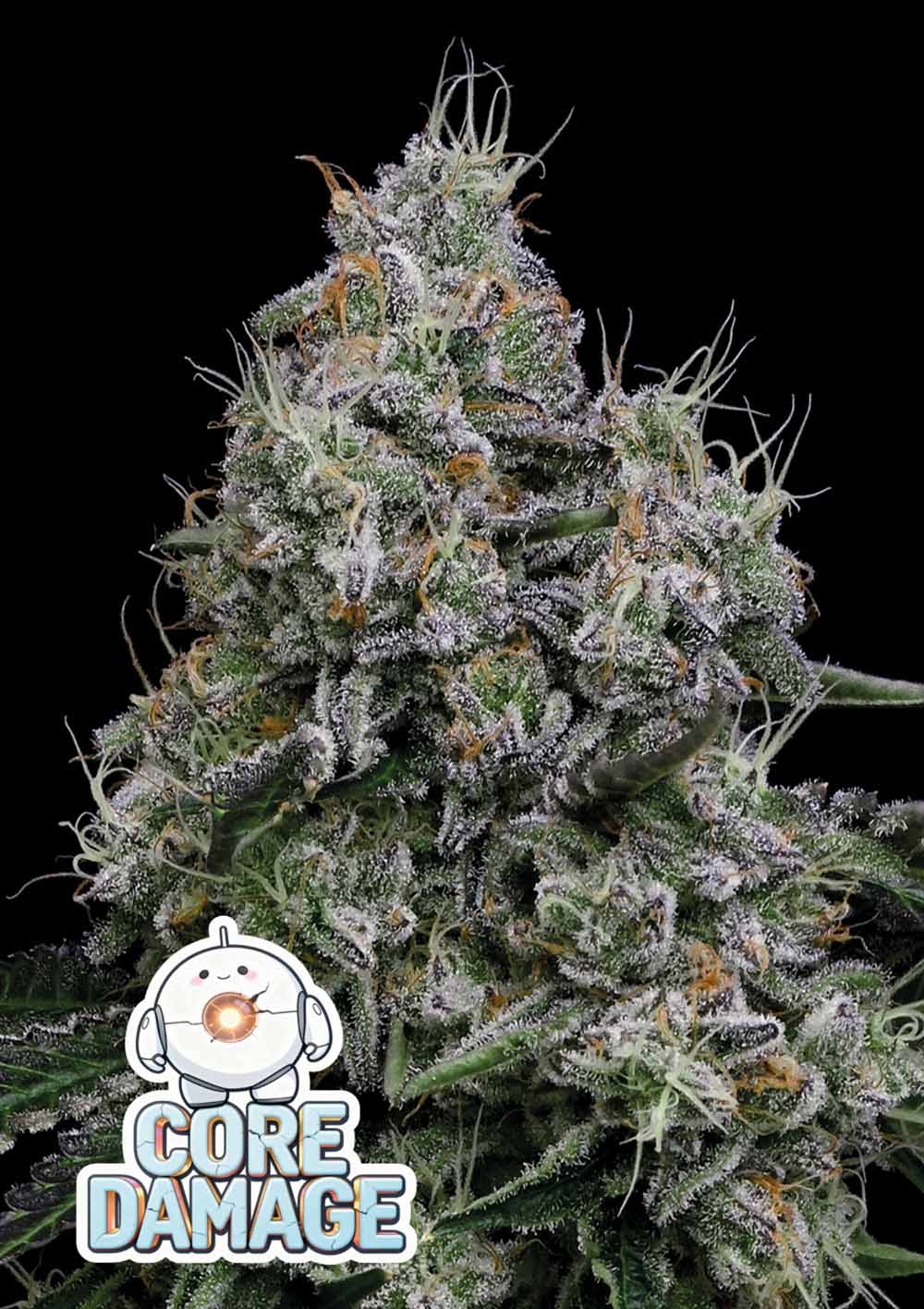 Anesia Seeds Core Damage Feminisierte Cannabissamen Blüte