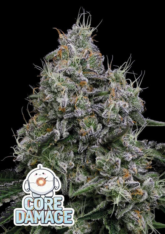 Anesia Seeds Core Damage Feminisierte Cannabissamen Blüte