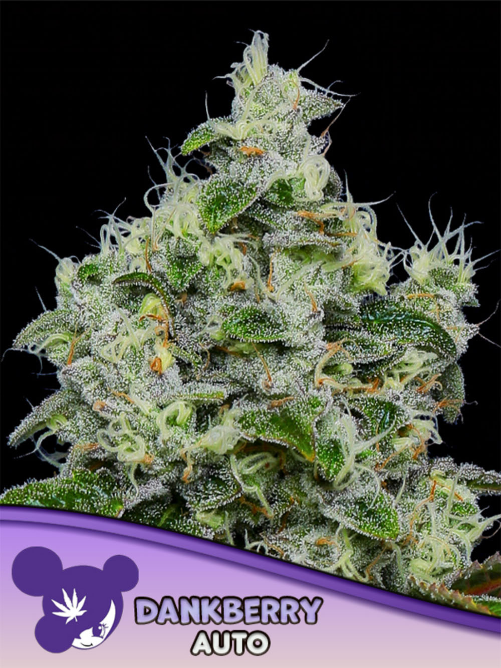 Anesia Seeds Dankberry Automatic Cannabissamen Blüte