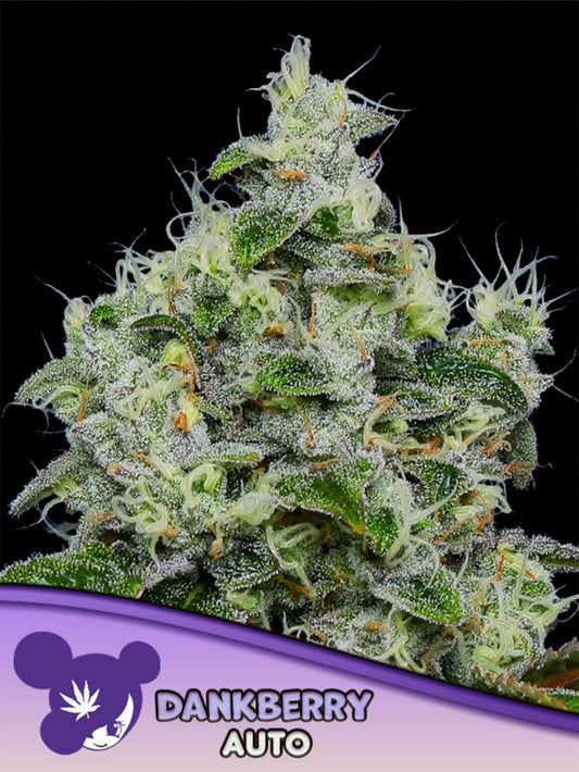 Anesia Seeds Dankberry Automatic Cannabissamen Blüte