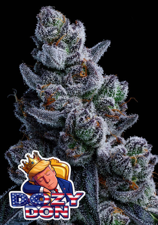 Anesia Seeds Free Dozy Don Feminisierte Cannabissamen Blüte