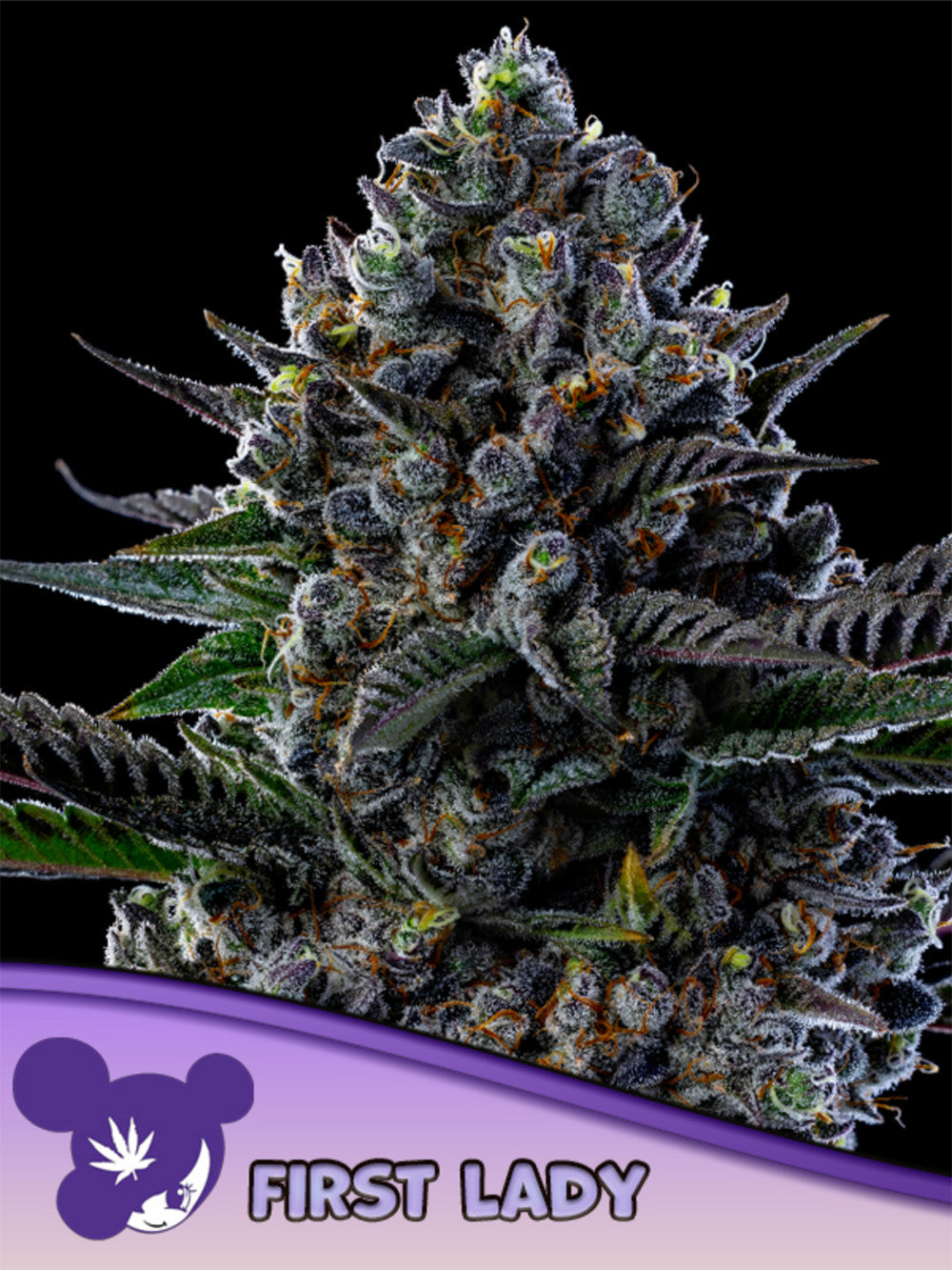 Anesia Seeds First Lady  Feminisierte Cannabissamen Blüte