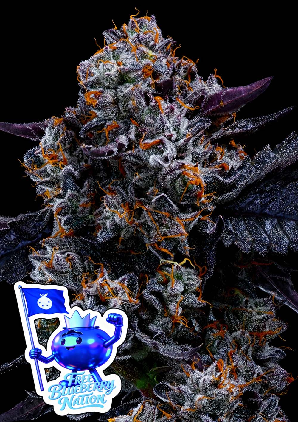 Anesia Seeds Free Blueberry Nation Feminisierte Cannabissamen Blüte