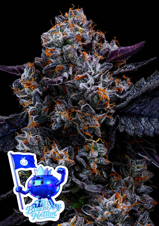 Anesia Seeds Free Blueberry Nation Feminisierte Cannabissamen Blüte