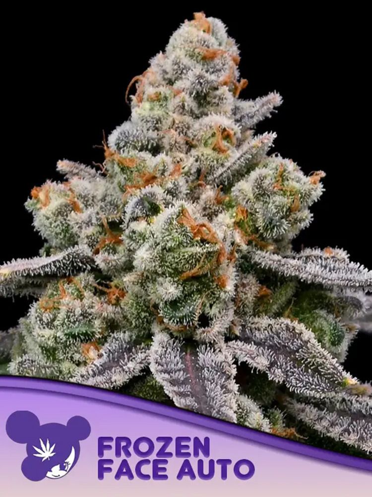 Anesia Seeds Epic Buzz Automatic Cannabis Blüte