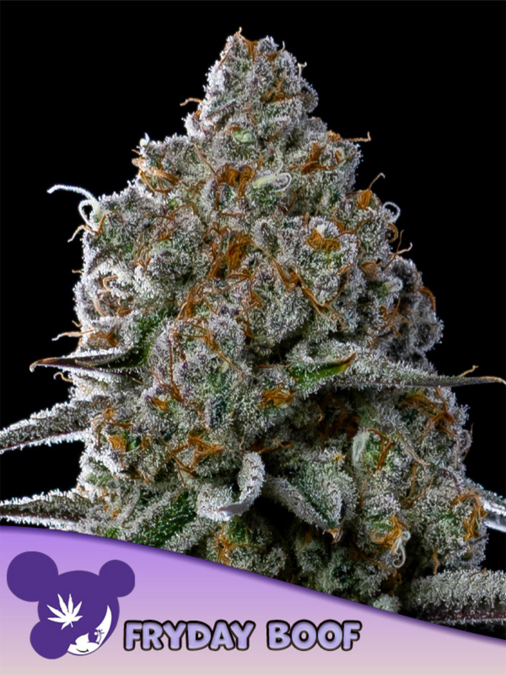 Anesia Seeds Fryday Boof Feminisierte Cannabissamen Blüte