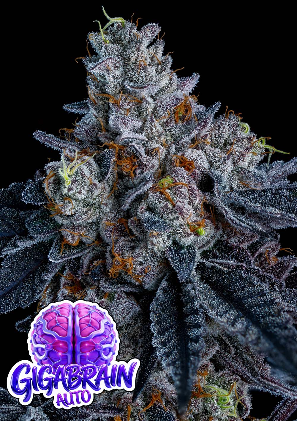 Anesia Seeds Giga Brain Automatic Cannabissamen Blüte