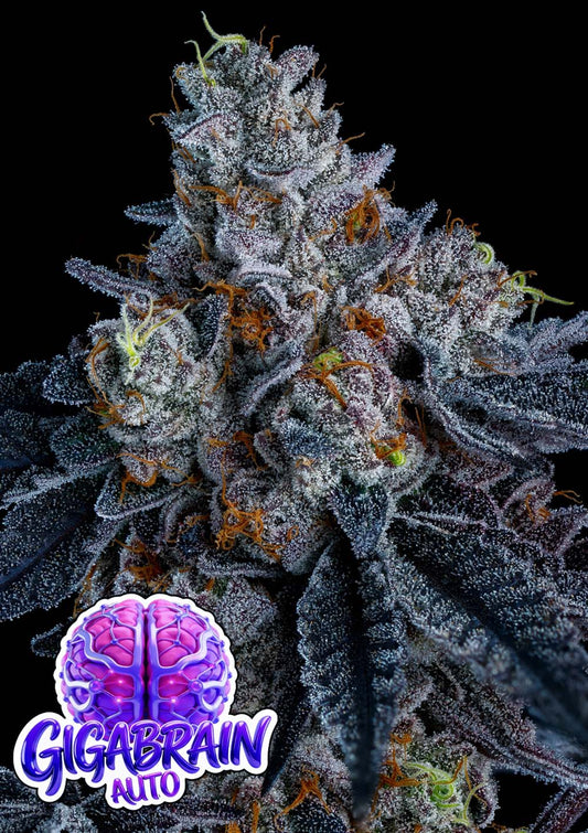 Anesia Seeds Giga Brain Automatic Cannabissamen Blüte