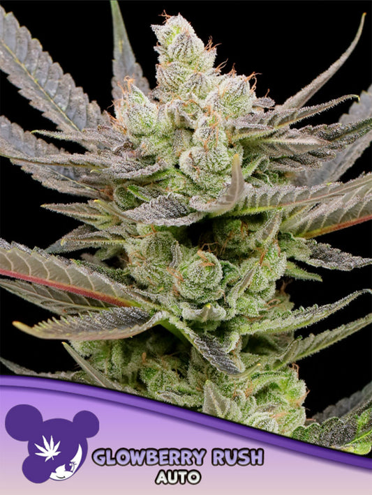 Anesia Seeds Glowberry Rush Automatic Cannabissamen Blüte