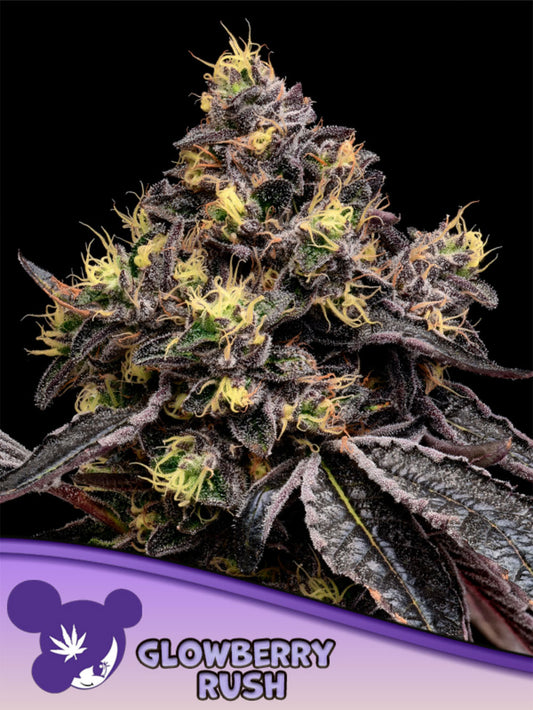 Anesia Seeds Glowberry Rush Feminisierte Cannabissamen Blüte