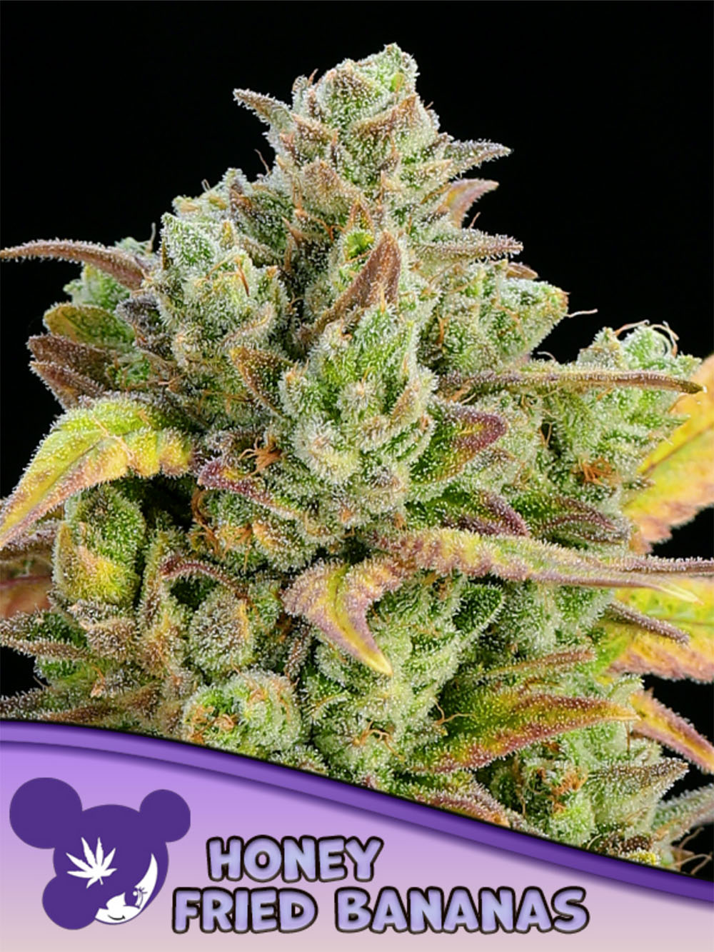 Anesia Seeds Honey Fried Bananas Feminisierte Cannabissamen Blüte