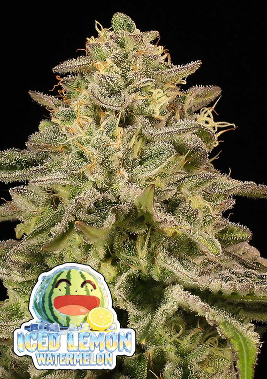 Anesia Seeds Iced Lemon Feminisierte Cannabissamen Blüte