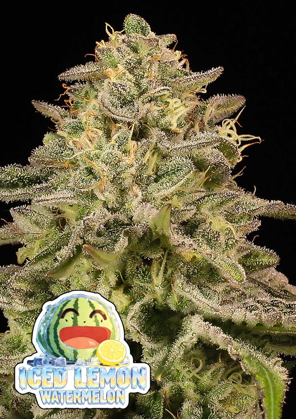 Anesia Seeds Iced Lemon Feminisierte Cannabissamen Blüte