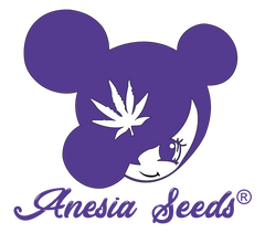 Anesia Seeds Cannabissamen