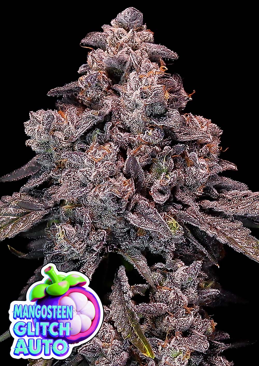 Anesia Seeds Mangosteen Glitch Automatic Cannabissamen Blüte
