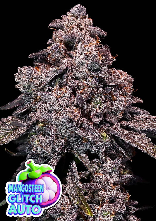 Anesia Seeds Mangosteen Glitch Automatic Cannabissamen Blüte