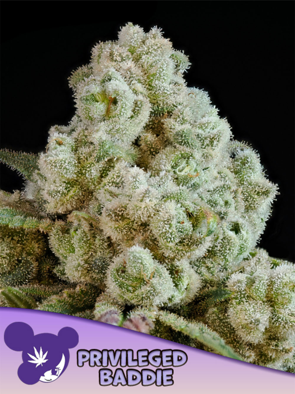 Anesia Seeds Privileged Baddie Feminisierte Cannabissamen Blüte