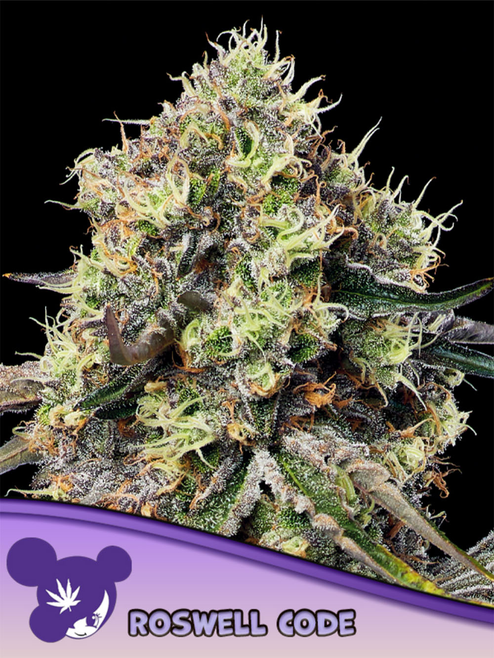 Anesia Seeds Roswell Code Feminisierte Cannabissamen Blüte