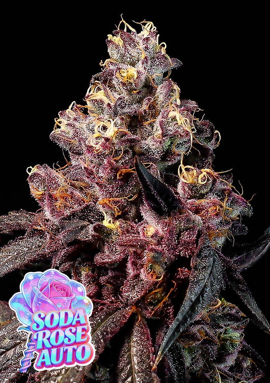 Anesia Seeds Soda Rose Automatic Cannabissamen Blüte