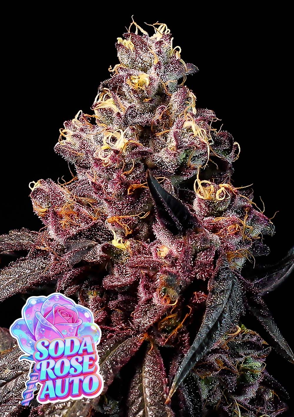 Anesia Seeds Soda Rose Automatic Cannabissamen Blüte