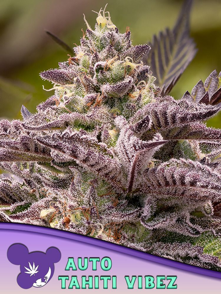 Anesia Seeds Tahiti Vibez automatic Hanfsamen