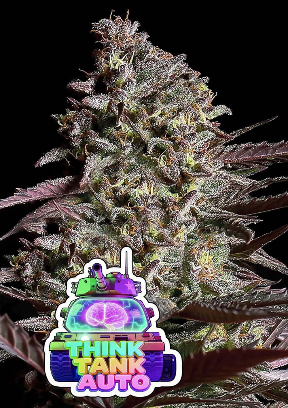 Anesia Seeds Think Tank Automatic Cannabissamen Blüte
